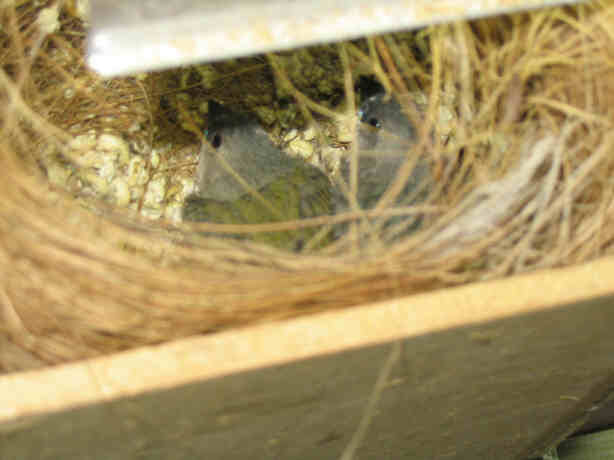 bb gould bleue_1_1_1.jpg