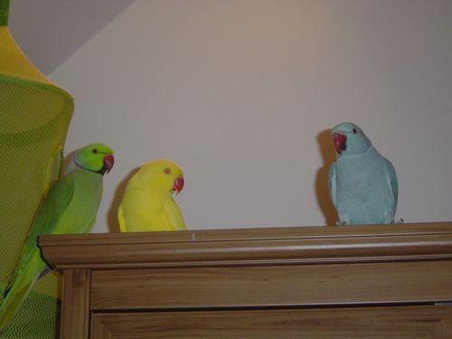 perruche a collier rÃ©duite.jpg