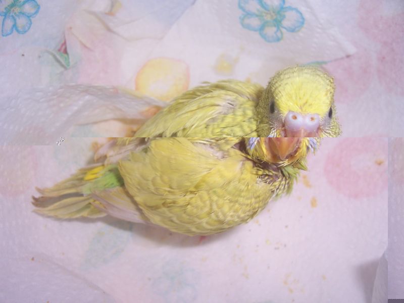 kimi 1 semaine d eam.jpg