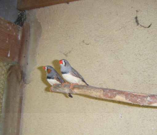 mandarins a papi.jpg