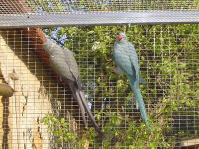 perruche a collier bleu grise dans voliere rÃ©duite.jpg