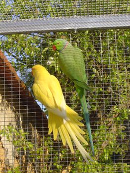 perruche a collier jaune et vert dans volere rÃ©duite.jpg
