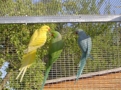 bleu jaune vert rÃ©duit.jpg