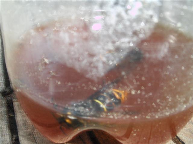 HPIM1968 (Small).JPG