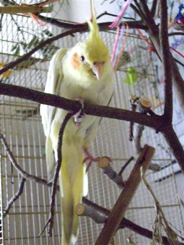 Tchouki 210408 007 (Small).jpg