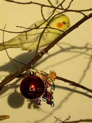 Tchouki 300408 007 (Small).jpg