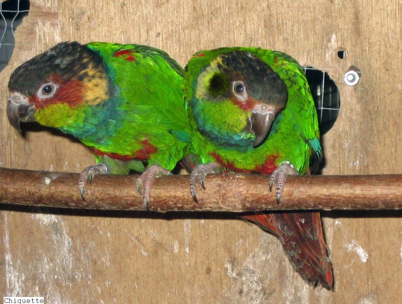 Pyrrhuras Cruentata Sarah.jpg