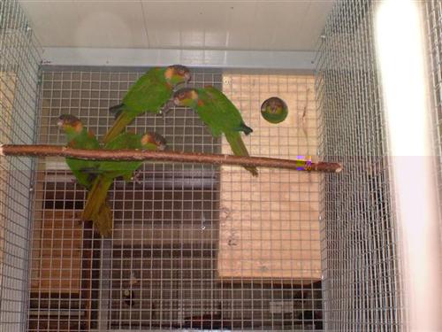 cruentata (Small) (2) (Custom).jpg