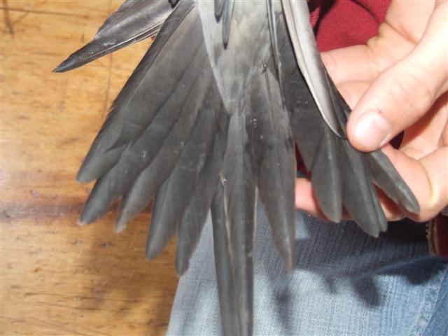 DSCF8606 (Small).JPG