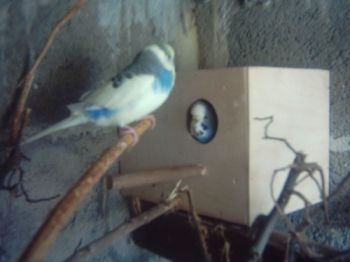 papa maman au nid.jpg