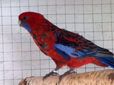 OISEAUX 2 NELLY 3 (Custom).jpg