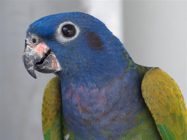 OISEAUX 2 EDOUARD 4 (Small).jpg