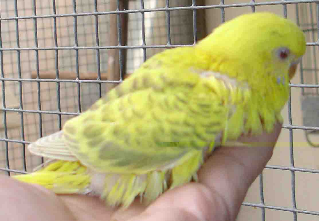 mutation yeux rouges copie.jpg