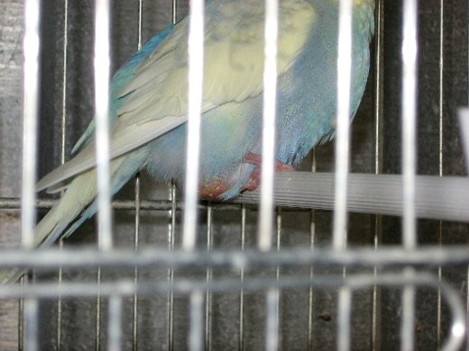 Copie de Maude 002.jpg