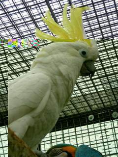 cacatoes01 (WinCE).jpg