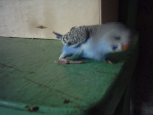 bb bleu ou c'est haut !.jpg