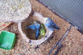 petits 07-03-04-010009.jpg