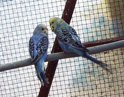 petitsResize of 07-03-04-10007'.jpg