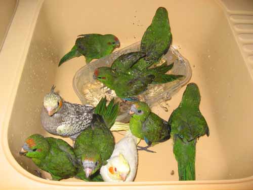 tout le monde au bain !.jpg