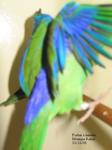 120_2095forbus Ã  lunette.jpg