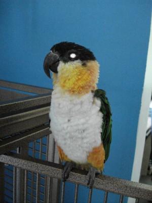 caique.jpg