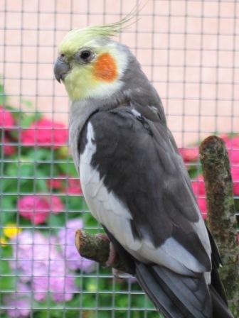 parents et bÃ©bÃ© calo 24.06.2008 006.jpg