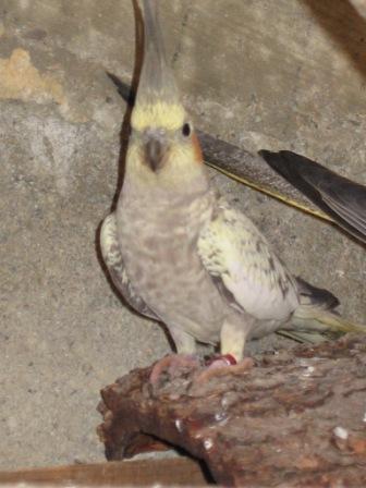 parents et bÃ©bÃ© calo 24.06.2008 003.jpg
