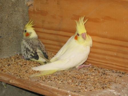 parents et bÃ©bÃ© calo 24.06.2008 008.jpg