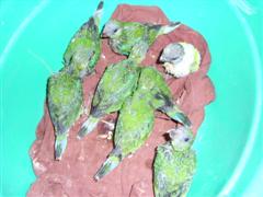 PIC_0033 (WinCE).JPG