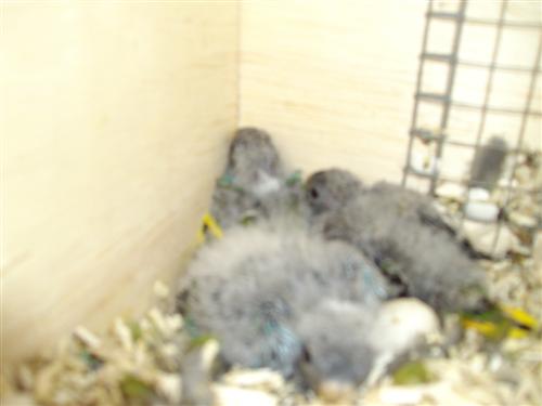 IMGP0031 (Custom).JPG