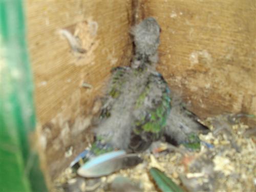 IMGP0037 (Custom).JPG