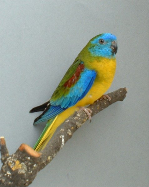 18-turquoisine mÃ¢le classique.jpg