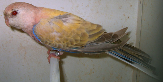 bourke mutation  2.jpg