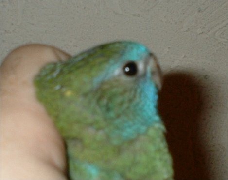 tÃªte femelle splendide.jpg