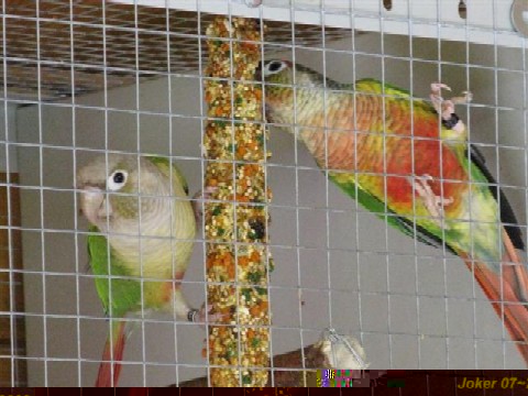 Pyrrhura couple r.jpg