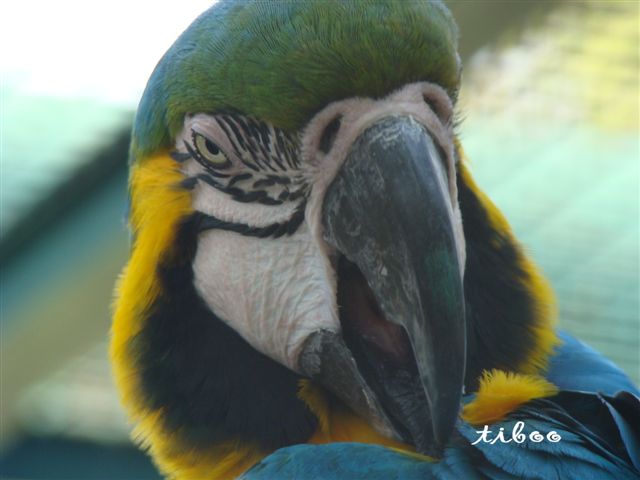 parc phoenix (87).jpg