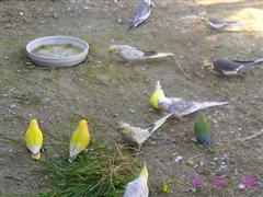 IMG_3824 (WinCE).JPG