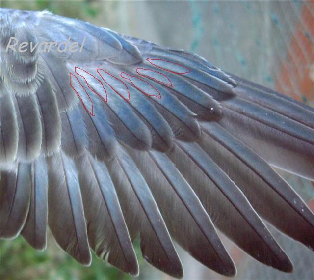 f (Medium)' (Small).JPG