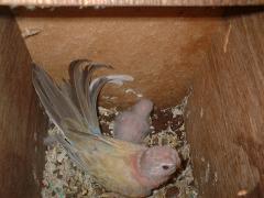 BOURKES PALE FALLOW 01;1.JPG