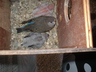 3 ( 1 BOURKE CLASSIQUE;1 OPALINE; 1 PALE FALLOW.JPG