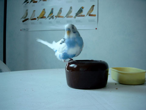 Bounty boit un coup.jpg