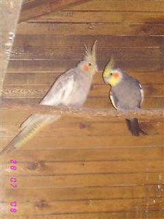 IMG_3932 (WinCE).JPG