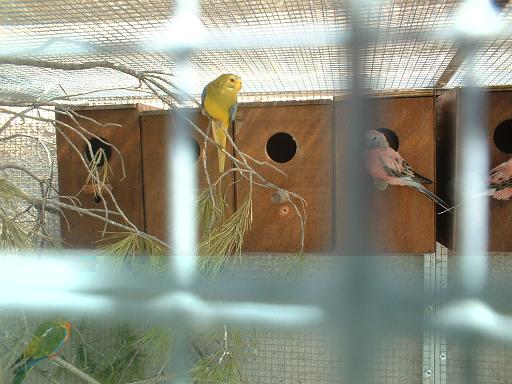 ELEGANTE CINAMON 01.1.JPG