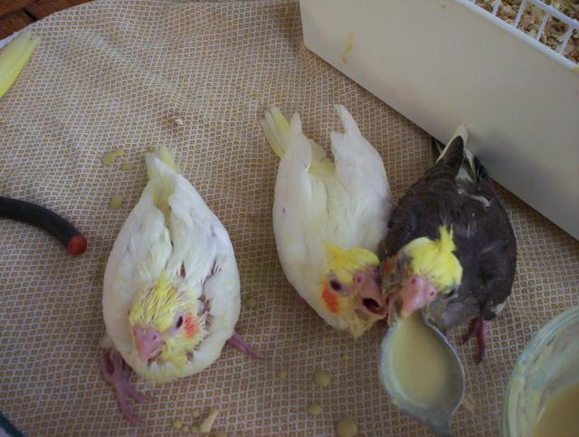 oiseaux valou 050.jpg