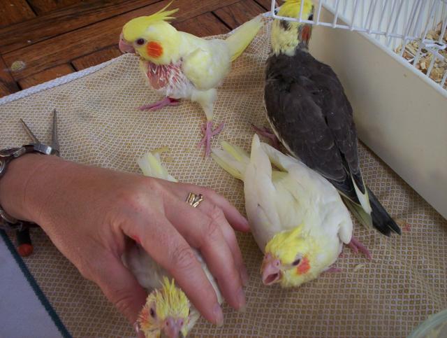 oiseaux valou 047.jpg