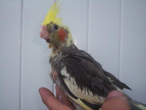 oiseaux valou 113.jpg