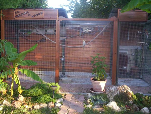 oiseaux valou 098.jpg