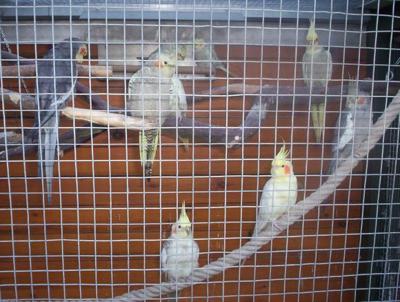 oiseaux valou 092.jpg