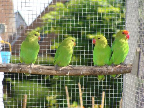 taranta cple 1 a.jpg