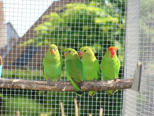 taranta cple 1 ter. aJPG.jpg